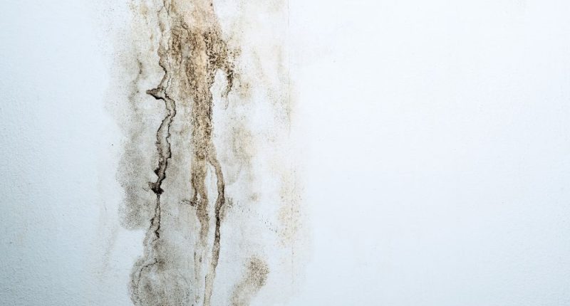 Common Signs of Mold in Fiberglass Insulation