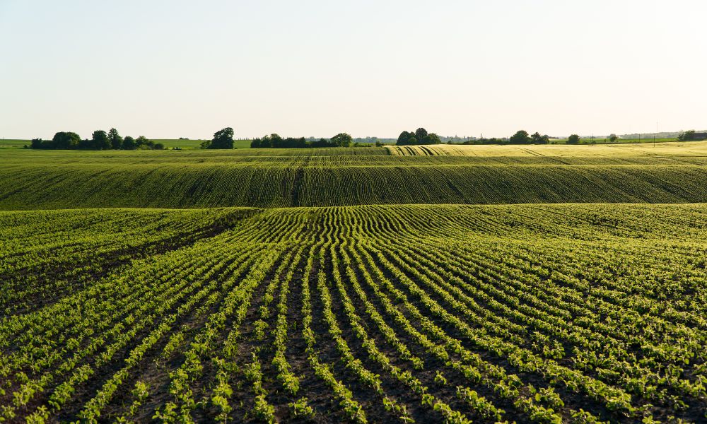 4 Tasks To Do Before Selling Your Farmland