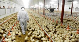 A man in white protective gear walking down the aisle of a factory farm, with thousands of chickens around.