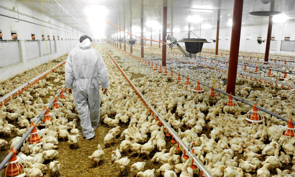 A man in white protective gear walking down the aisle of a factory farm, with thousands of chickens around.