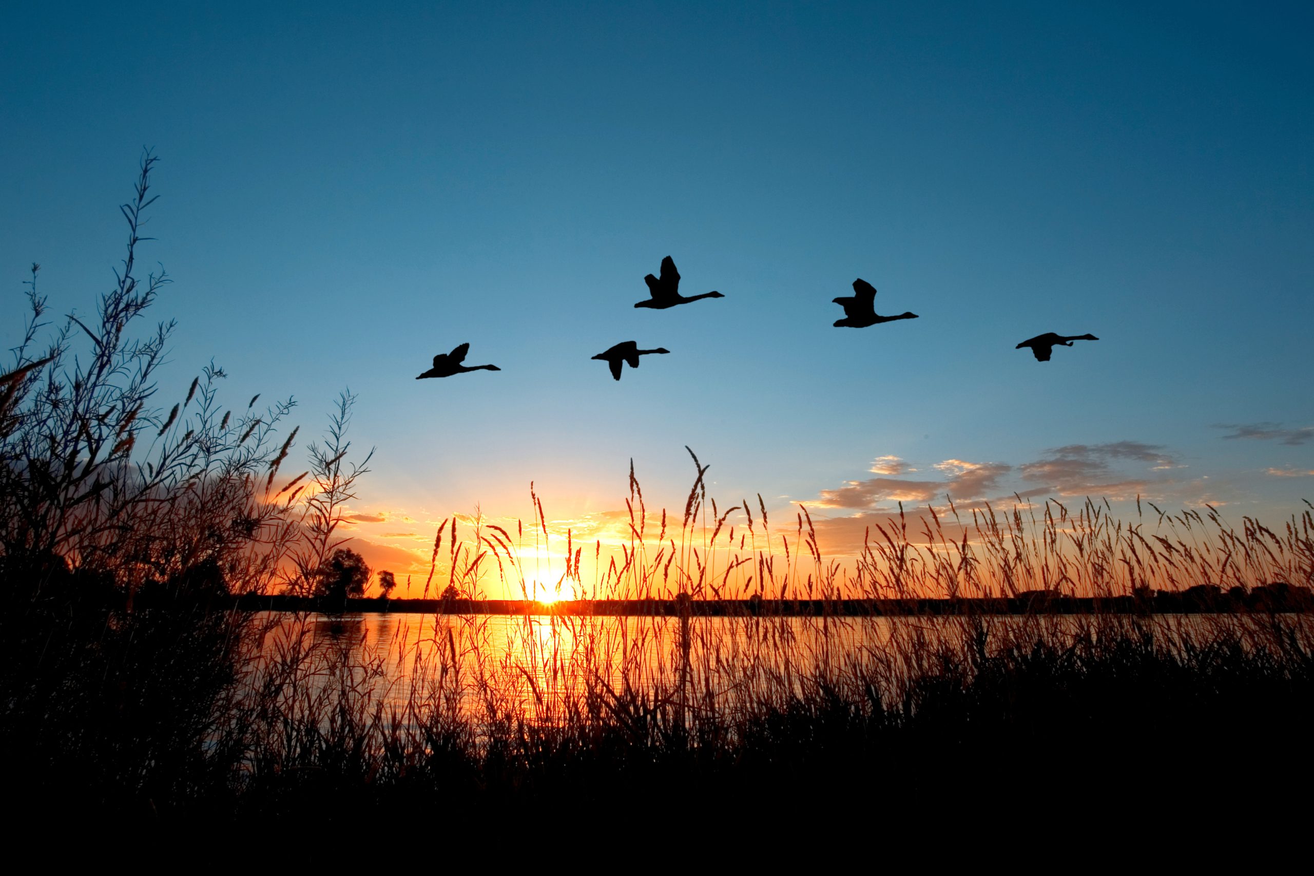 4 Tips and Tricks for Better Duck Hunting